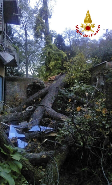 Albero si abbatte su una casa a Cannaregio (vigili del fuoco) (1)