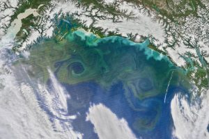 Monitoraggio delle centrali uni-cellulari del mare