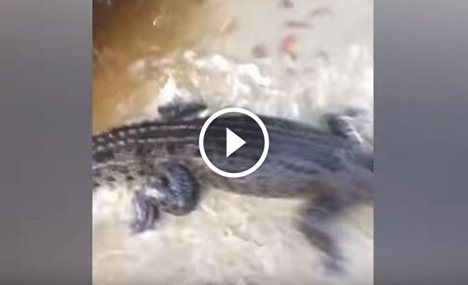 attacco coccodrillo