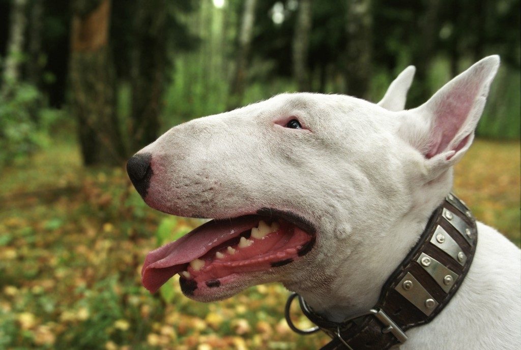 bull terrier