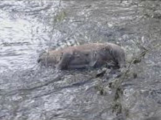 cane bollito aidaa