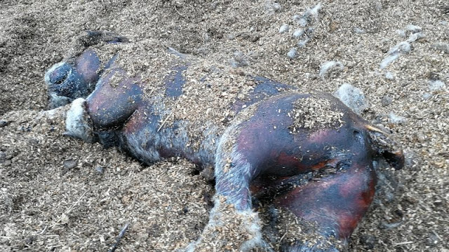 cane bollito scuoiato aidaa taglia