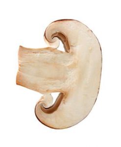 funghi