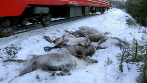 incidenti renne norvegia