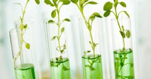 piante geneticamente modificate