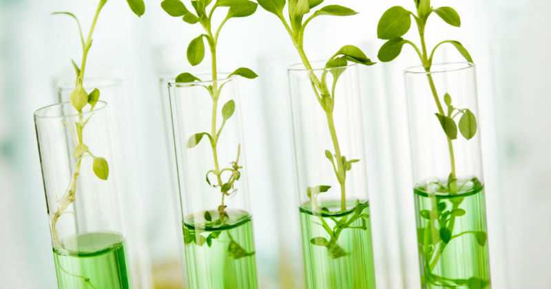 piante geneticamente modificate