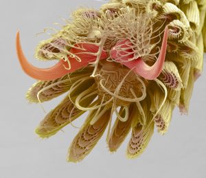 zampa di zanzara microscopio