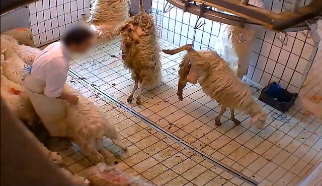Macellazione animali