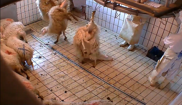 Macellazione animali