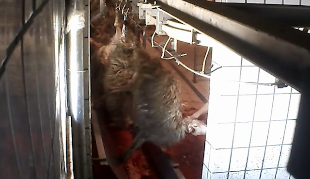 Macellazione animali