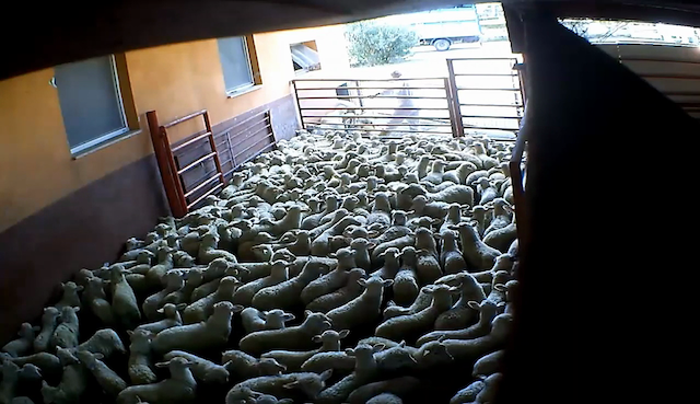 Macellazione animali