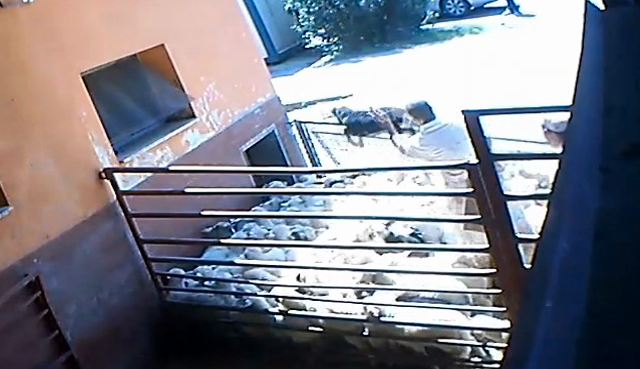 Macellazione animali