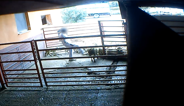 Macellazione animali