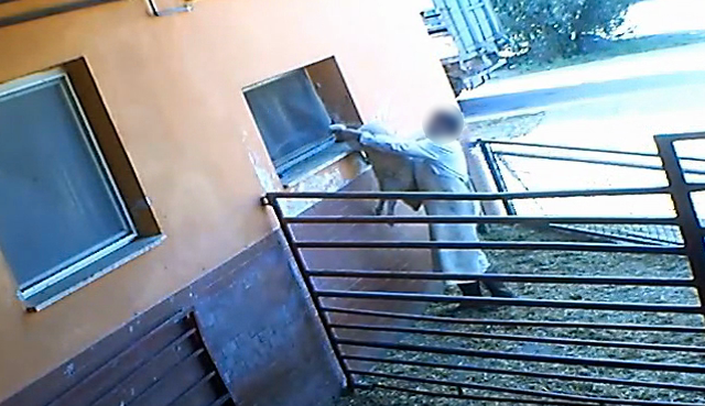 Macellazione animali