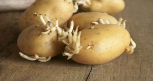 patate germogliate