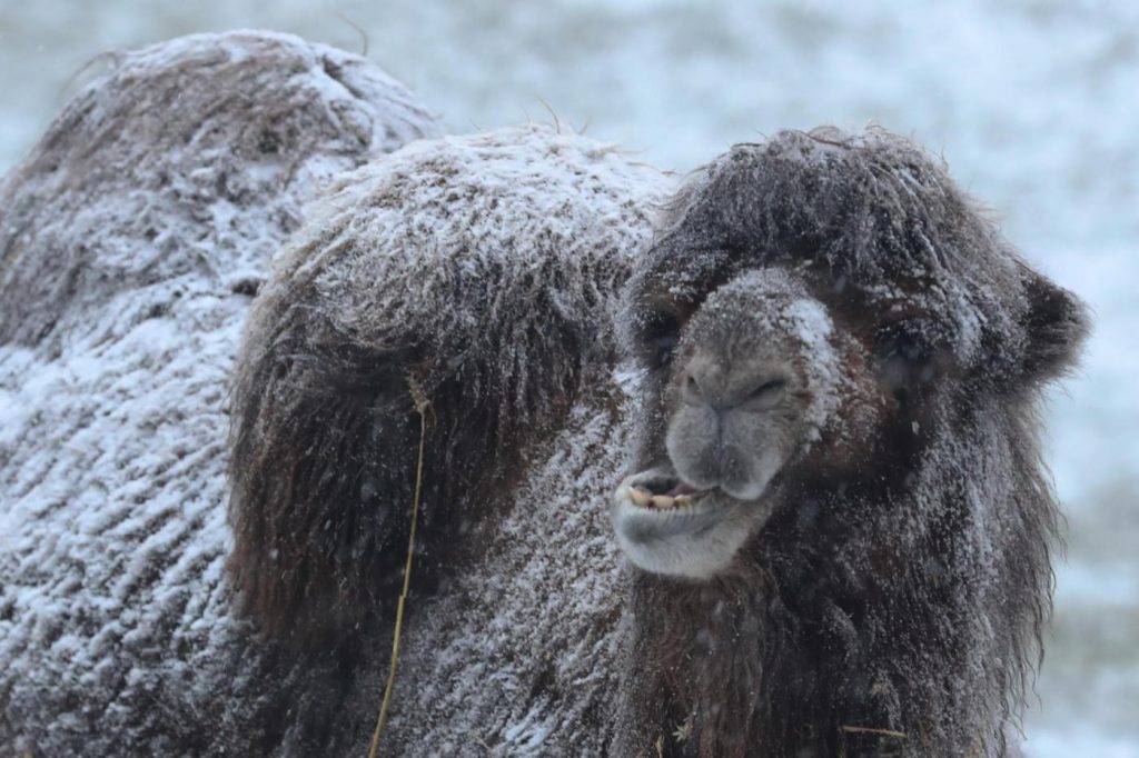 Maltempo freddo neve gelo Regno Unito