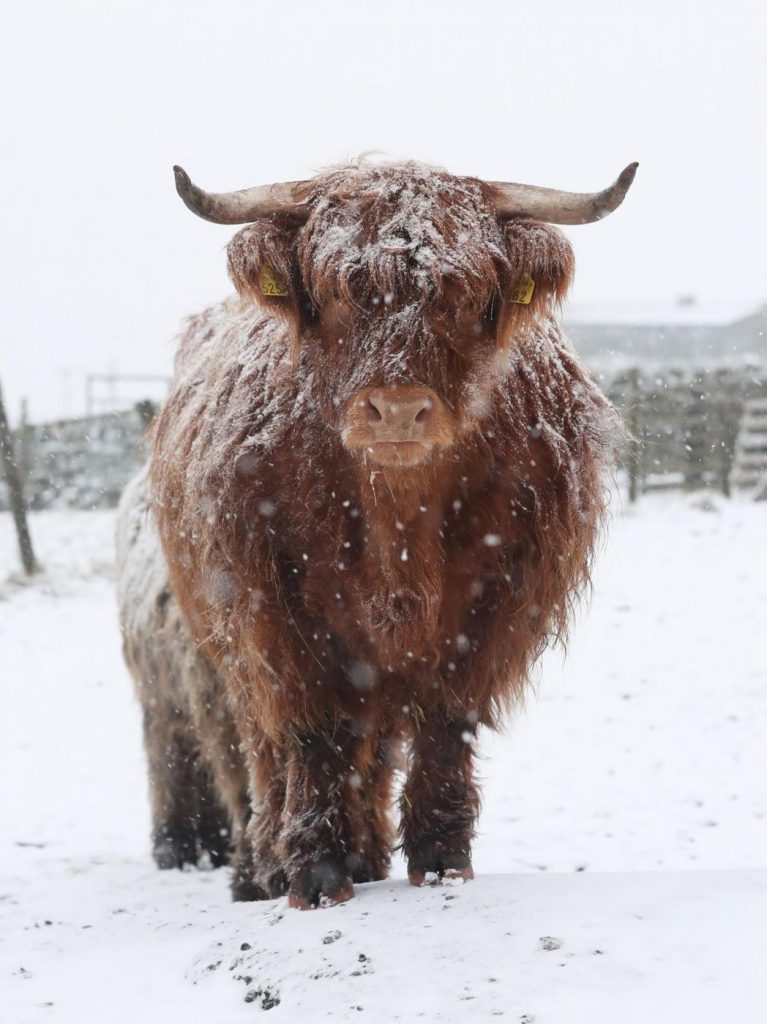 Maltempo freddo neve gelo Regno Unito