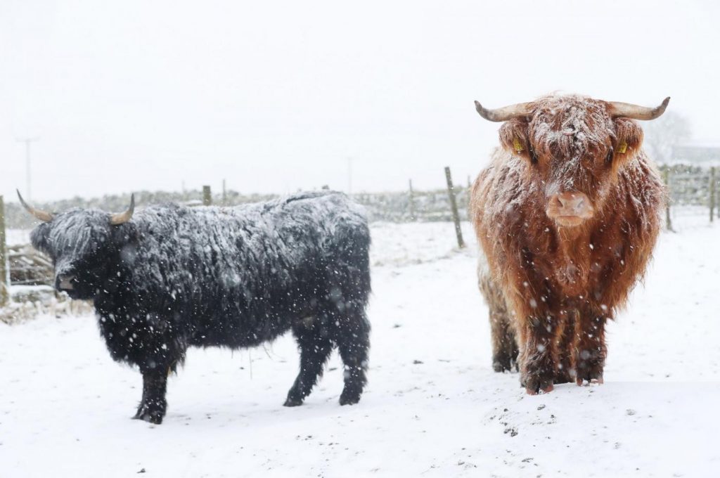 Maltempo freddo neve gelo Regno Unito