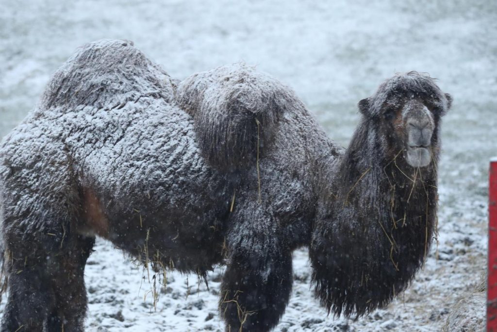 Maltempo freddo neve gelo Regno Unito