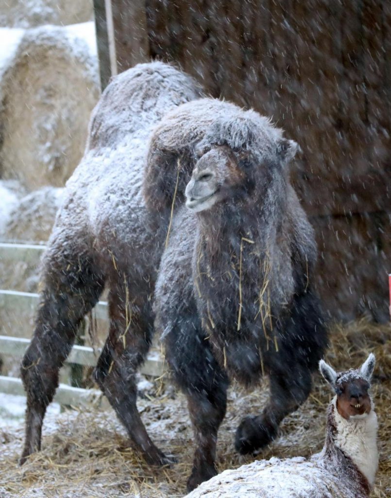 Maltempo freddo neve gelo Regno Unito