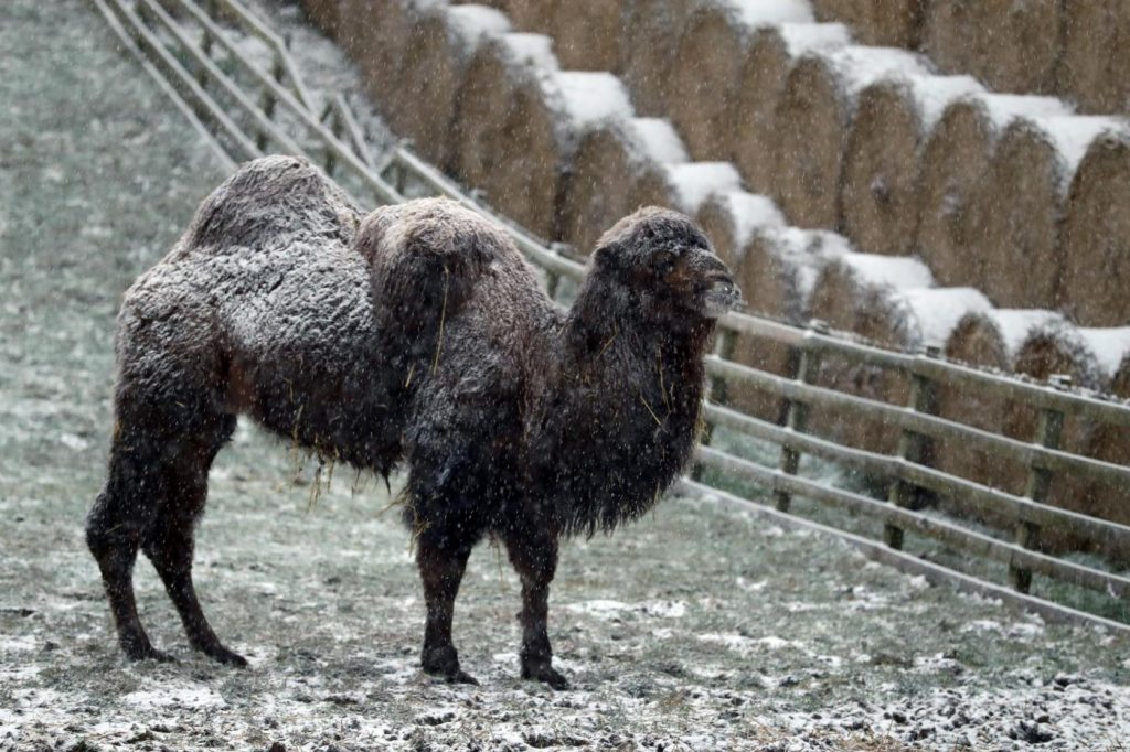 Maltempo freddo neve gelo Regno Unito