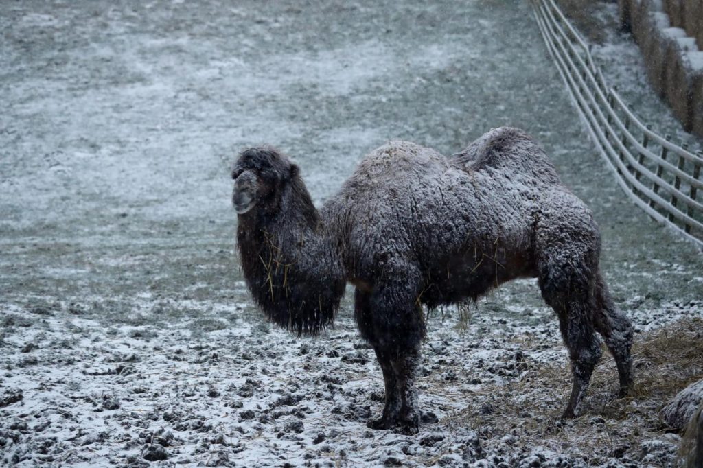 Maltempo freddo neve gelo Regno Unito