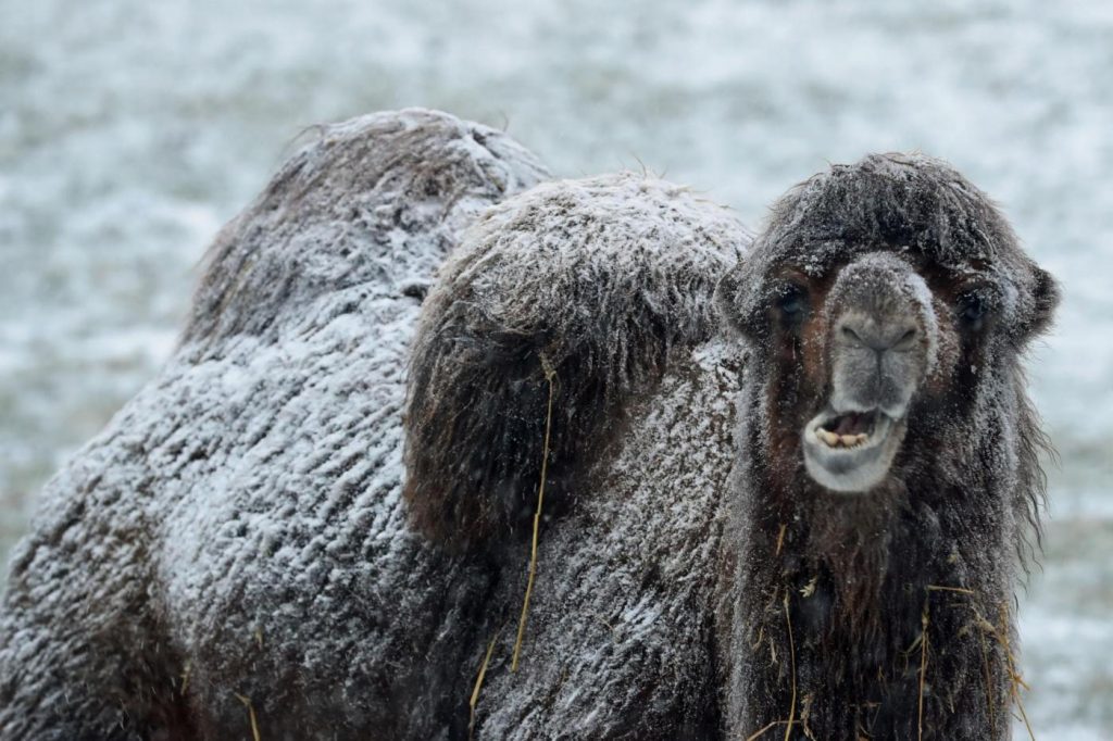 Maltempo freddo neve gelo Regno Unito