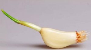 aglio germogliato
