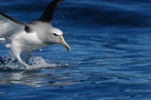 albatro