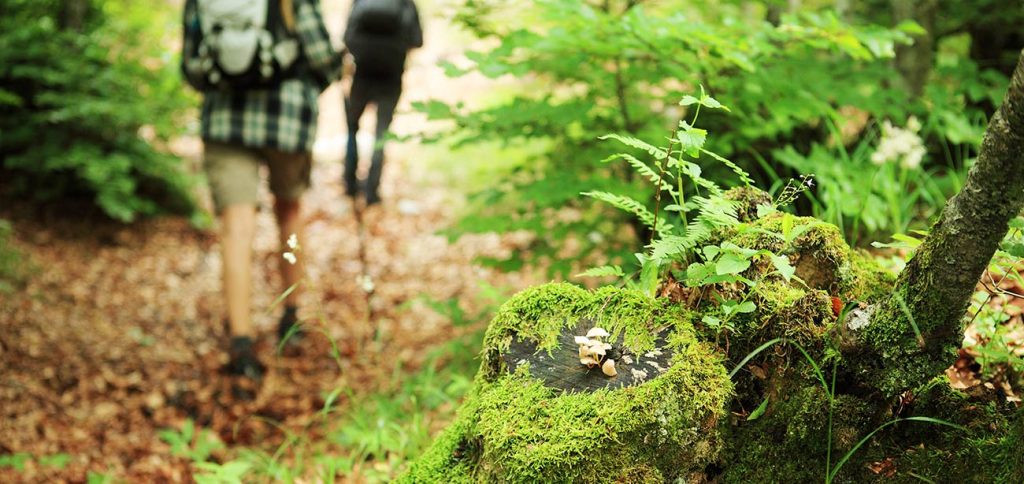 camminare sul bosco