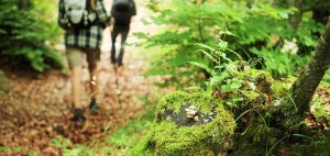 camminare sul bosco