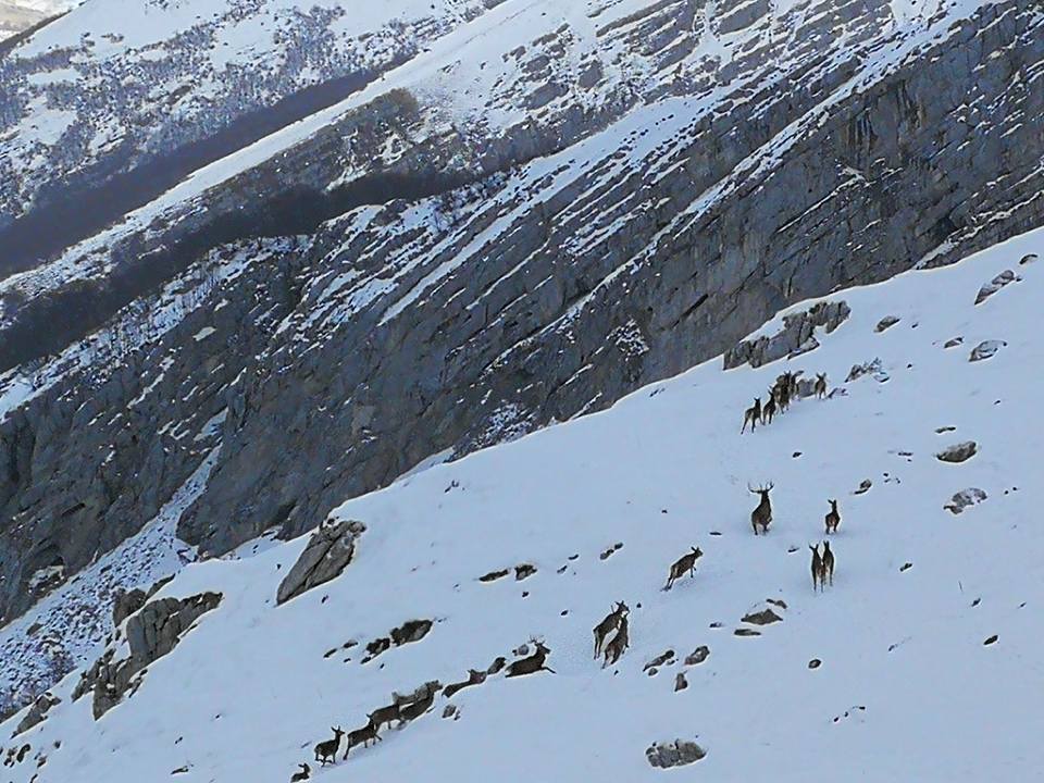 cervi abruzzo rocca di mezzo