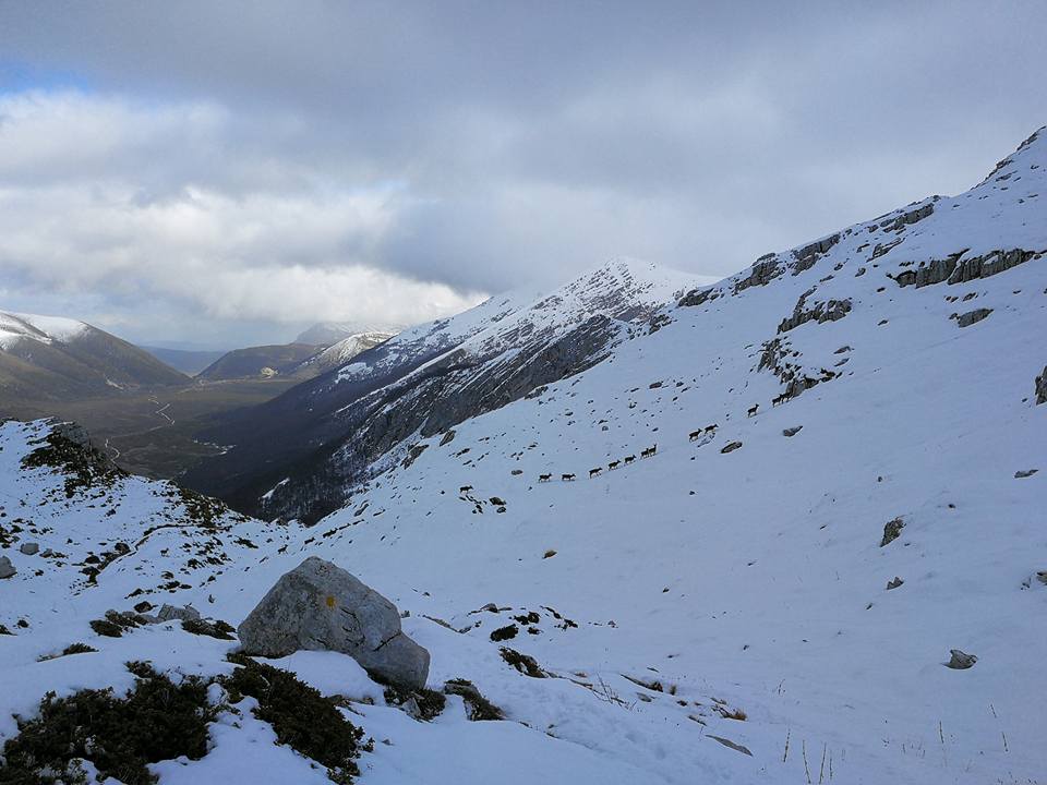 cervi abruzzo rocca di mezzo