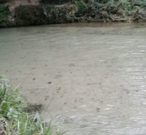 fiume nera