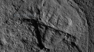 fossile granchio a ferro di cavallo
