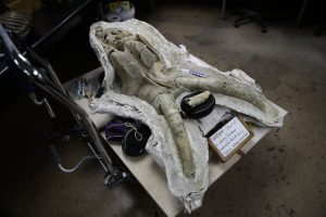 fossile testa mammut