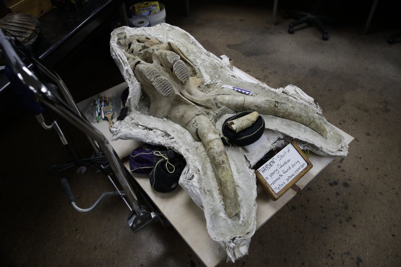 fossile testa mammut