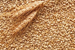 grano khorasan kamut fibomialgia