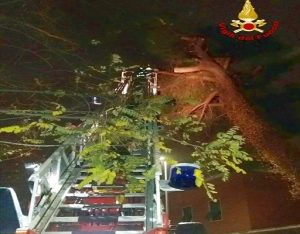 Maltempo Roma alberi Caduti