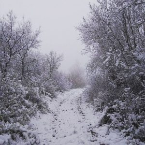 neve Norcia