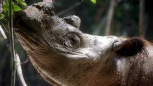 rinoceronte della sumatra