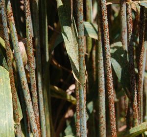 ruggine del grano