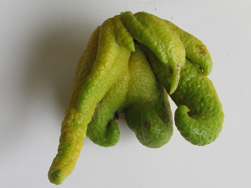 frutti delle meraviglie