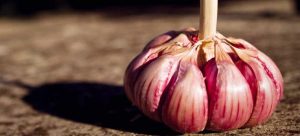 Aglio rosso Sulmona