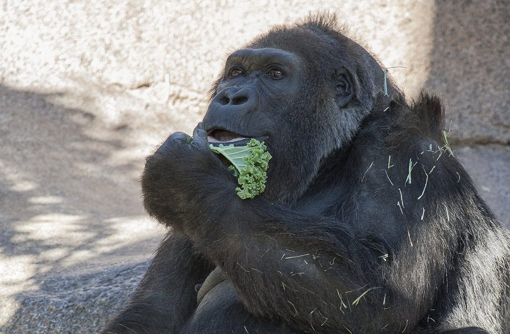 Gorilla Vila
