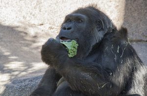 Gorilla Vila