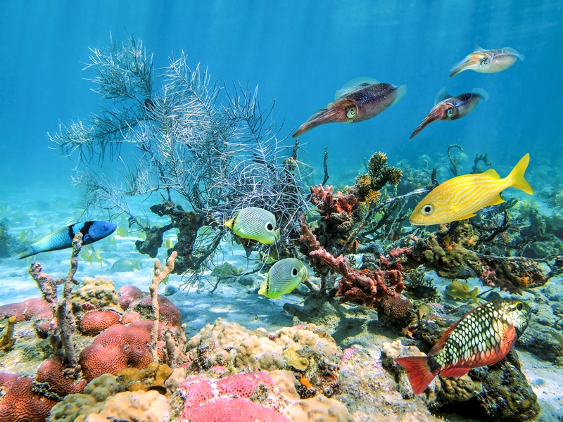 Honduras, Roatan