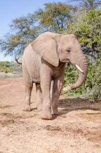 elefante Malaika
