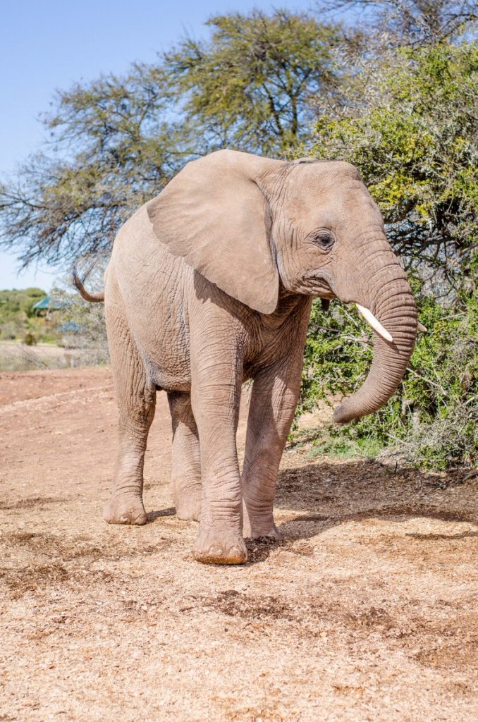 elefante Malaika