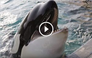 orca